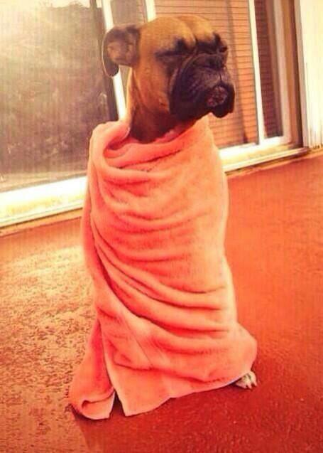 FunnyQuotees's tweet photo. me waking up from a nap, looking for food http://t.co/YKlCwxuxfA
