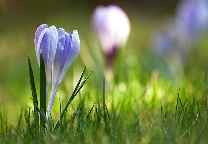 BeautydeHunze's tweet photo. Vandaag in de relaxtuin: de warmte van de zon voelen &amp; prachtige krokussen in bloei,#genieten! Fijn #weekend iedereen http://t.co/w8MRzu38rY
