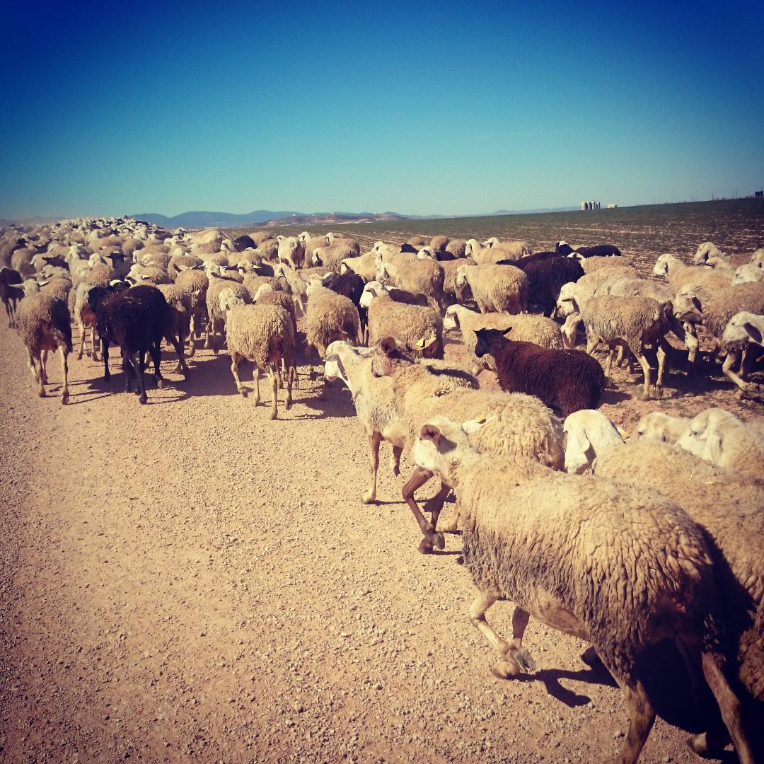 #dondeTeHasDespertadoHoy <a href="/alo_oficial/">Fernando Alonso</a>... Pues con atasco en la M-30!