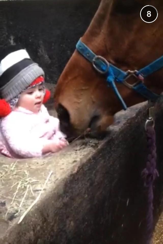 cobajay's tweet photo. The new way of feeding the horses http://t.co/lTZh2jFgwG