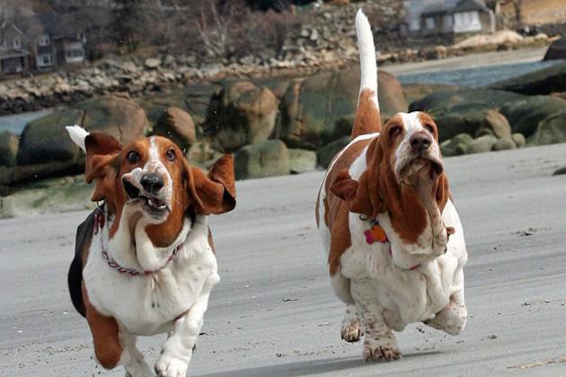 schmooey's tweet image. Come train, eat, &amp;amp; run the BK Half Marathon w/Team @infatuation. Let's do this #ATHLEEEEEATS: theinfatuation.com/features/2015-…