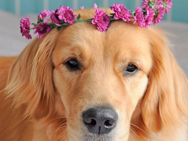 Fuzmo's tweet photo. How #beautiful is @lizziebear supporting #pitbullflowerpower on #Fuzmo!
Join the community & download Fuzmo now! โบโจ http://t.co/MZ3346uTAb