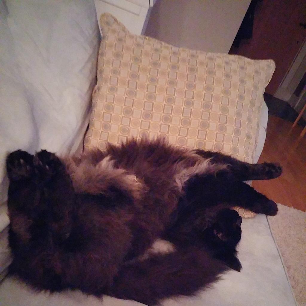 RealDoctorCool's tweet image. That moment when you find that perfect sleep position....