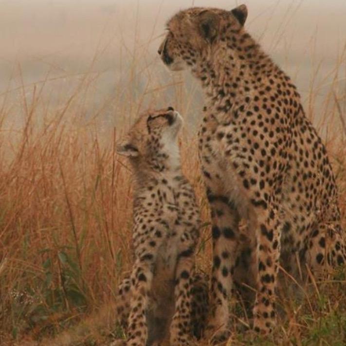 sermelxtc's tweet image. Feline instincts. I love my Cubs. #cheetahmom #cheetahcubs