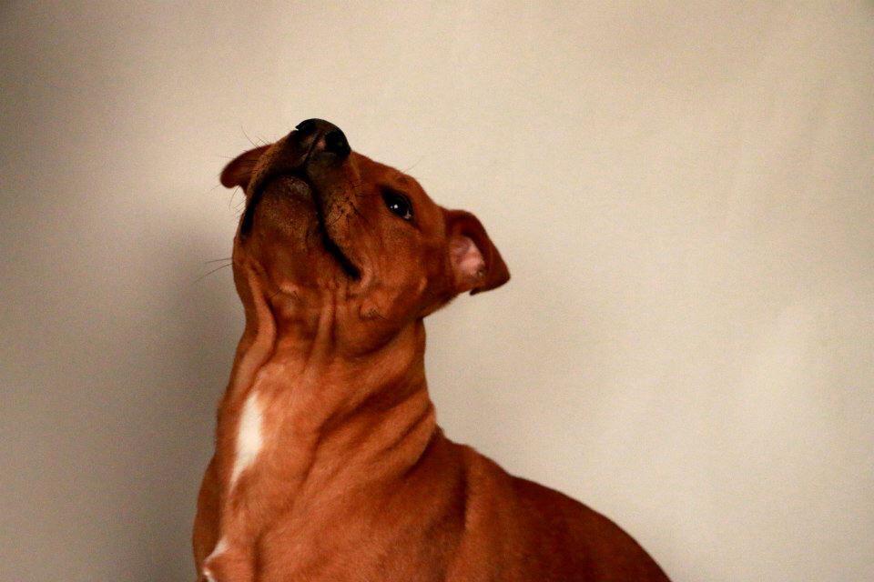 gigglebox_pose tweet picture