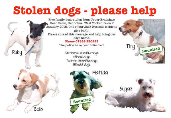 The_Animal_Team's tweet photo. #k9hour #findfivedogs @FindFiveDogs please #RT http://t.co/SSw4R9TSYG