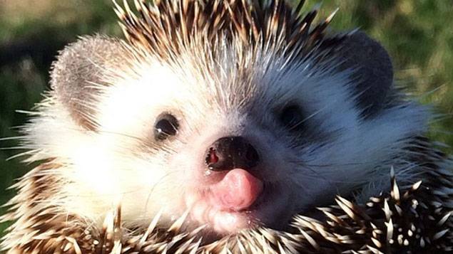 France Info によると インターネットで最も有名なハリネズミが死んだ 60万人のファンが喪に服す ってんだけど まるたろうさん大丈夫 冨永 格 たぬちん Scoopnest