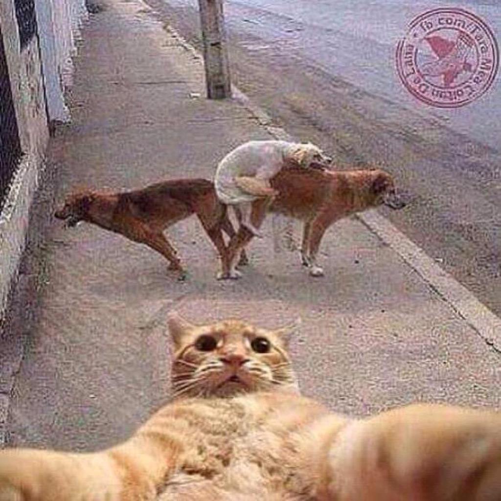 Cat Gangbang 18