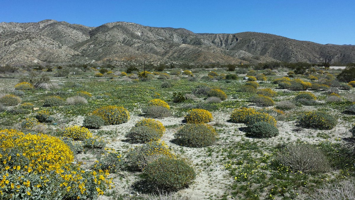 So much color in the #MojaveDesert right now! Looks like it's going to be an awesome #Wildflowerseason!