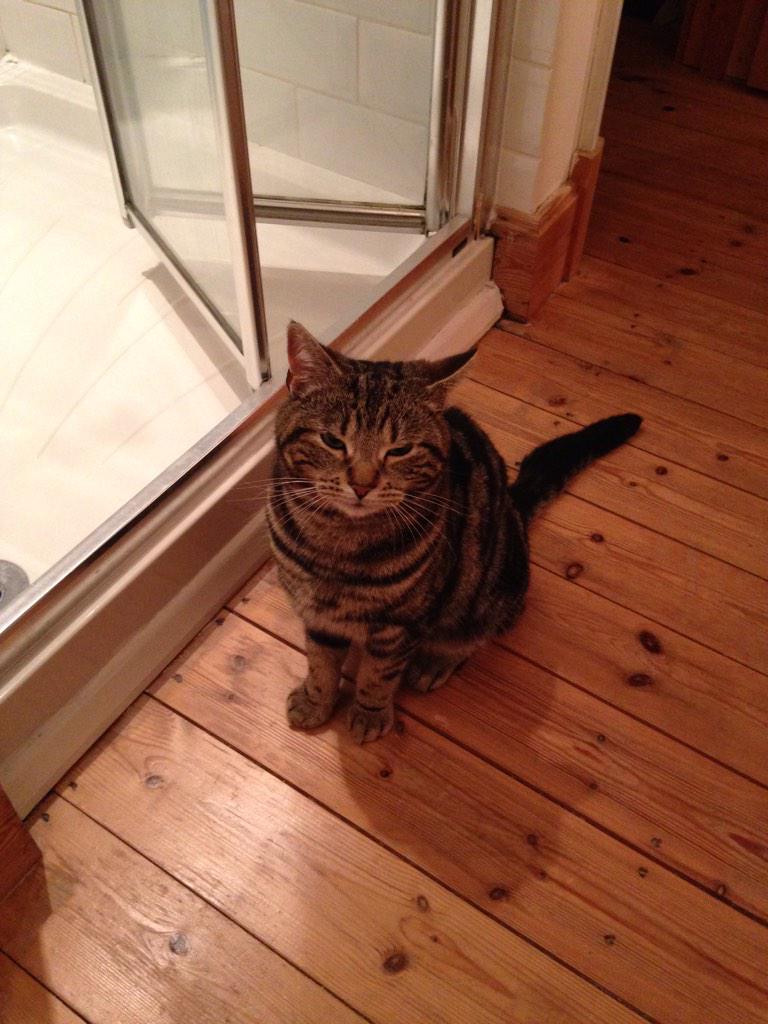 SqueakyKitt's tweet photo. Cannot wait for the warmer weather! #coldcat want to play outside at night! http://t.co/YbFNLc0hq4