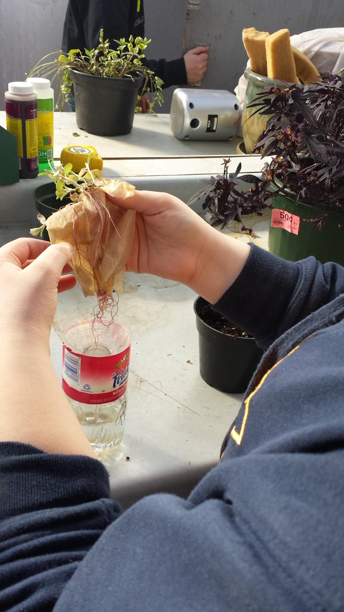 ElevaStrumFFA's tweet photo. Hydroponics growing, eggs hatching next week, & the parli pro team practicing #ESFFA #ES_aggies http://t.co/tVVdJEV8Pa
