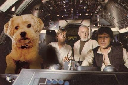 CockapooChewie's tweet image. He needed me in the co-pilot's seat!  #HarrisonFord 
He's a great aviator, saved lives landing on that spot.