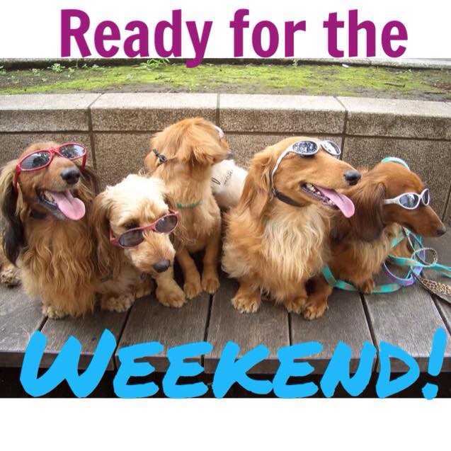 PetsDiscounts's tweet photo. Are you ready? #HappyFriday http://t.co/uhXAfyKmc2
