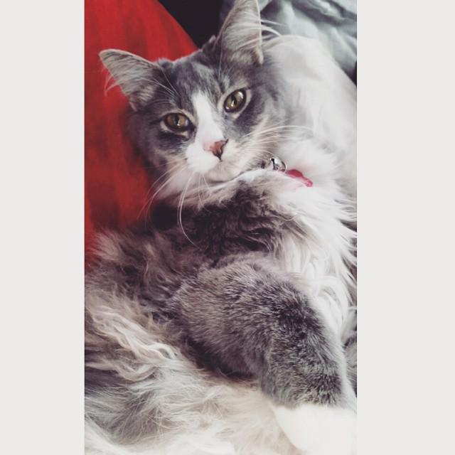 circlingsquare's tweet image. For having no idea what her parents look like, she surrrrre turned out pretty. #rubygram #ragamuffin #bottleraised …