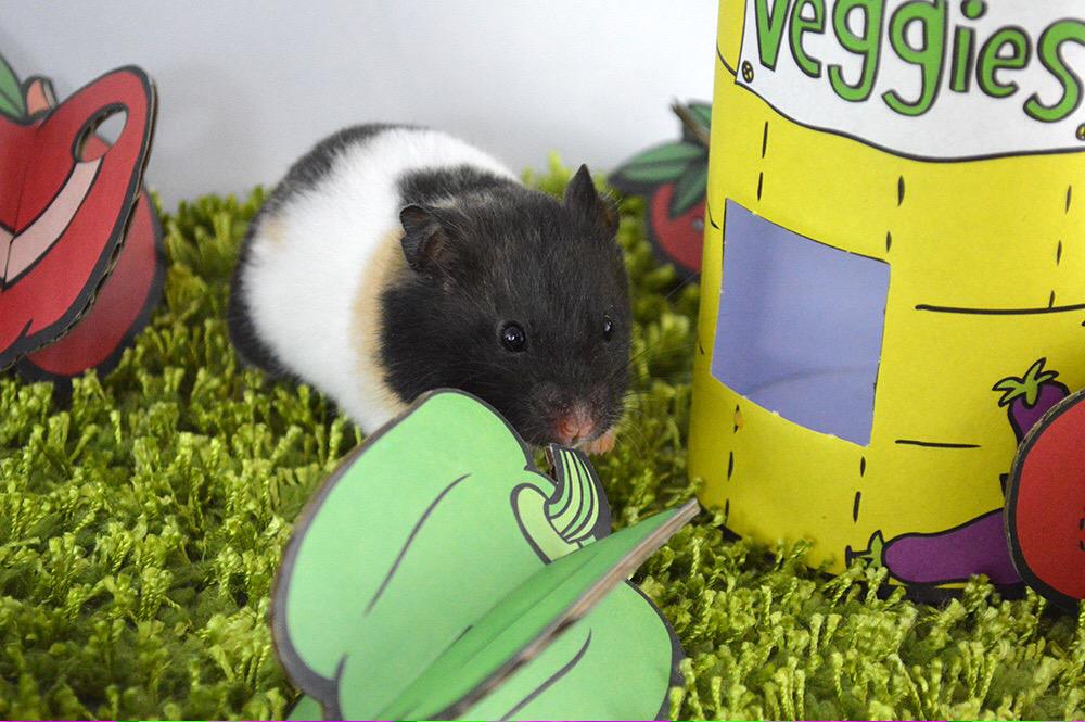 Hamster_Guide's tweet image. Maizie isn't sure of this cardboard pepper! ❤️🐹
#hammy #hamster