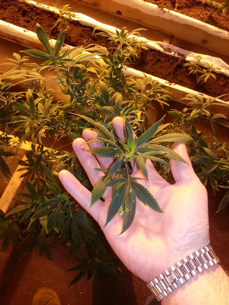 eastcoast____'s tweet photo. Purple kush 1st gen crossed with northern lights#7.my own masterpiece 
Canadian Gorillas 
#GorillaLife #KushGrowers http://t.co/bbPe1T5bbD