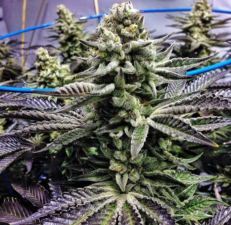 WhenUHigh's tweet image. Look like some alien weed