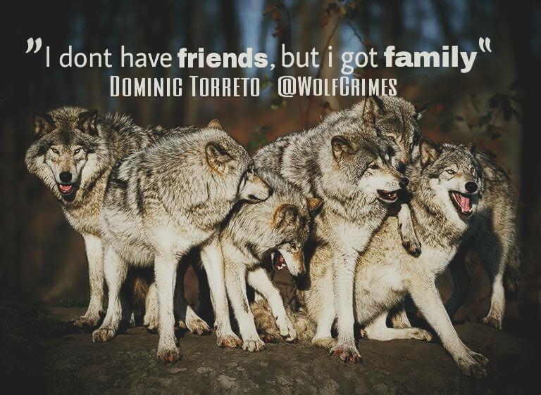 волк и собака. приснилась собака волк. чехословацкая волчья собака. приснилась собака волк. волкособ юки.