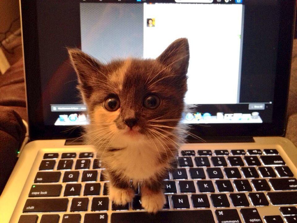 CuteAnimalsBaby's tweet image. Can I tweet for you? '