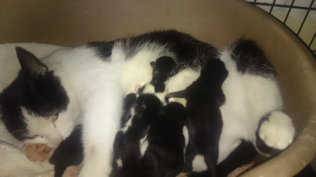 Bow Lodges latest additions. Mum Abbey came in last night, the rest arrived early hours this morning. All doing well