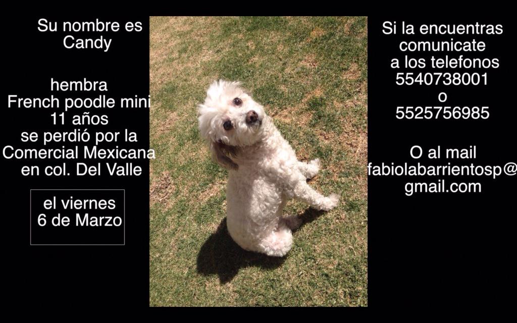 LaNotaPositiva's tweet photo. “@FabBp: PERDIDA POODLE MIX col. Del Valle http://t.co/ozAPtDtzZA” @En_laDelValle @smartdogsDF @_PatriciaAnaya @DoggyCommunity @morenamia25