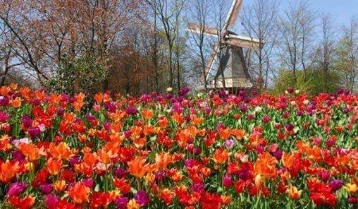 2 weeks before the opening of Keukenhof. We're counting down the days. And you?
