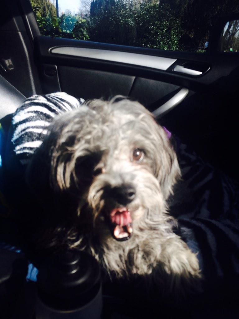 crewmuttley's tweet photo. Lexi is excited for her trip to #trentpark #crouchend #dogwalker #london #dogsoftwitter #dogsitter #dogs http://t.co/g3N115juUs