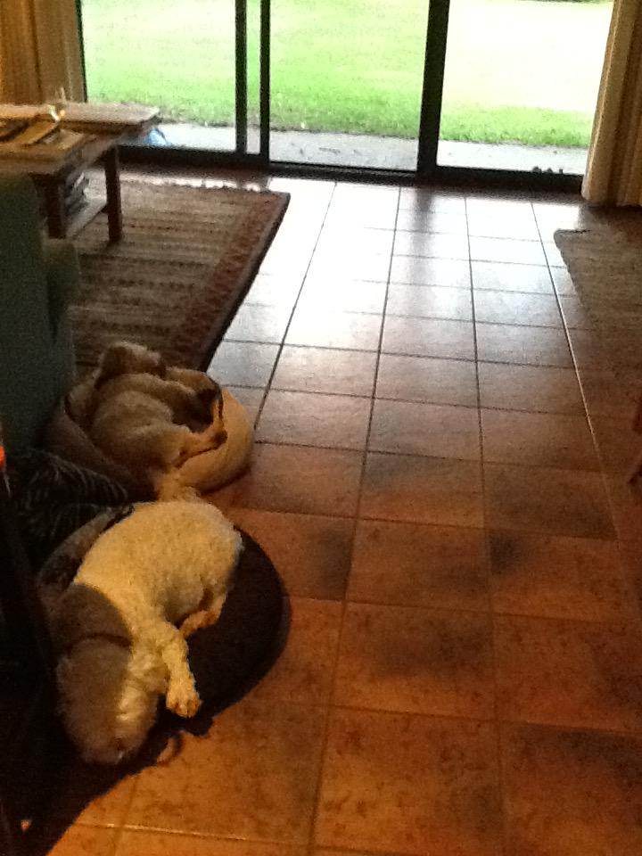 DebWordsworth's tweet photo. @DavidRule2 just had tea..a bit tired too many beach walks...come home soon dads! http://t.co/ebypWCOR4Z