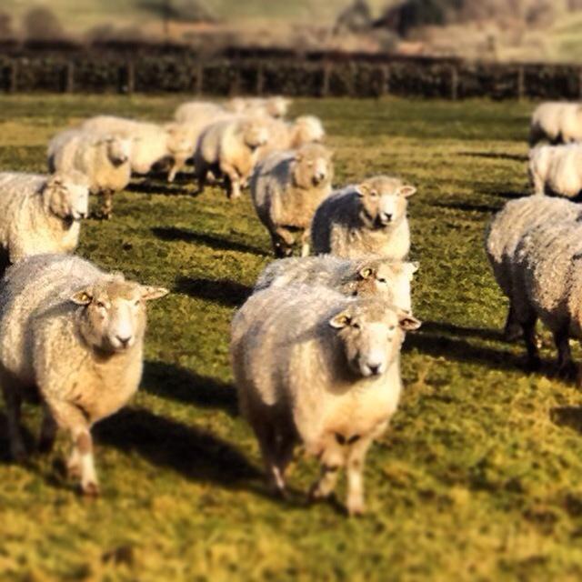 Come on girls. Come and get your breakfast.