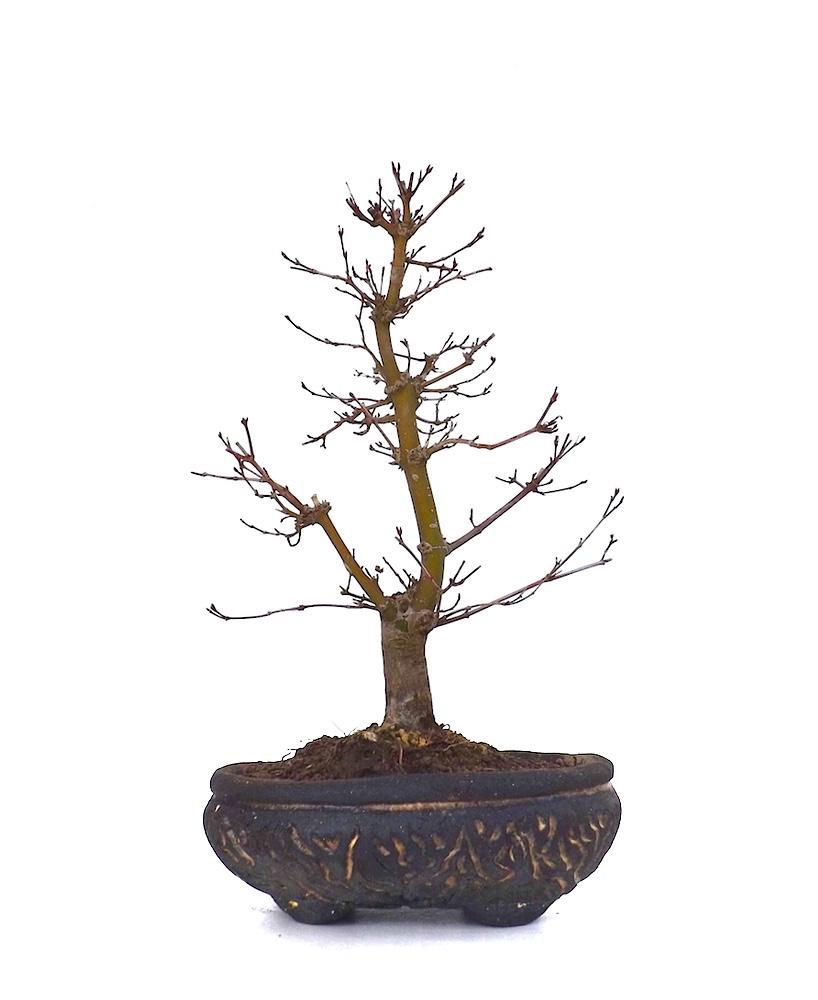 Sankaly_Bonsai's tweet photo. #BONSAI #ACER #PALMATUM #DESHOJO #ERABLE DU JAPON 35 CM POTERIE UNIQUE TORCATIS
http://t.co/TNE61tfQPZ
#bonsaitree http://t.co/aVxUHp4nWM