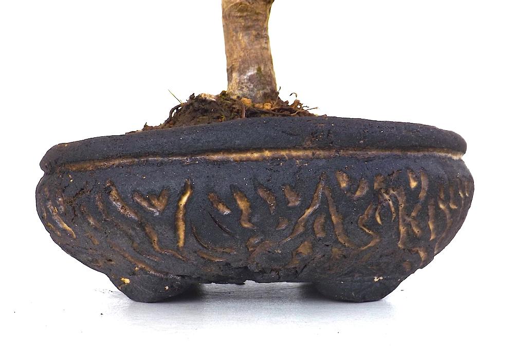 Sankaly_Bonsai's tweet photo. #BONSAI #ACER #PALMATUM #DESHOJO #ERABLE DU JAPON 35 CM POTERIE UNIQUE TORCATIS
http://t.co/TNE61tfQPZ
#bonsaitree http://t.co/aVxUHp4nWM