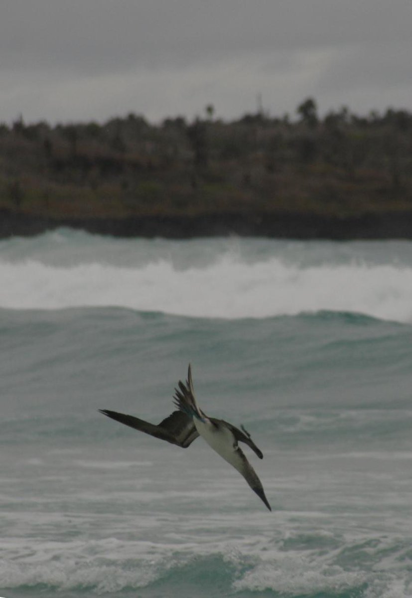 Boobies!

That made you click, didn’t it? I’m actually talking about blue-footed boobies, … ift.tt/18ZQDJT