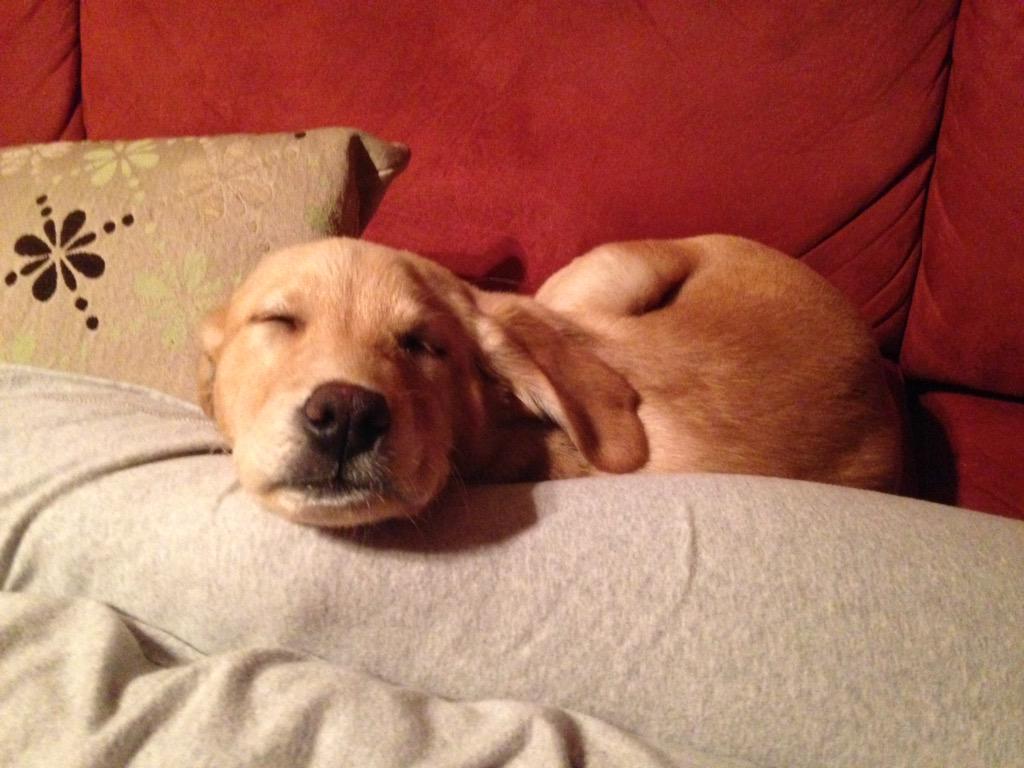 Puppy power. Thank you Golden Huggs.