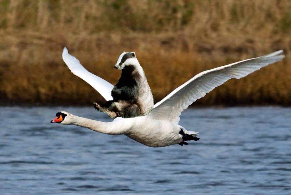 TheCrownInnLF's tweet photo. This beats a weasel on a woodpecker any day. Did he pay extra baggage allowance though? http://t.co/akmBrnHRCt