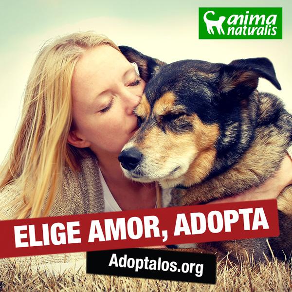 AnimaNaturalis's tweet photo. Dale una oportunidad a un #animal abandonado.Te dará amor y cariño incondicional el resto de su vida. #Adopta http://t.co/2DKxLwyOaT