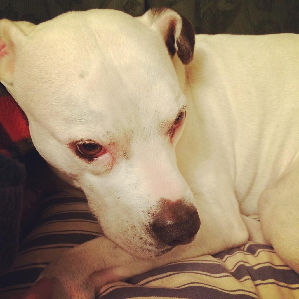 Whichpicapp's tweet image. Best dog photo! Share us your best animal pics! Download whichpic today for free!!! #dog #animal #gamedev