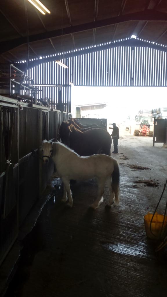 Must be nearly show season - busy yard, sun is shining 😀