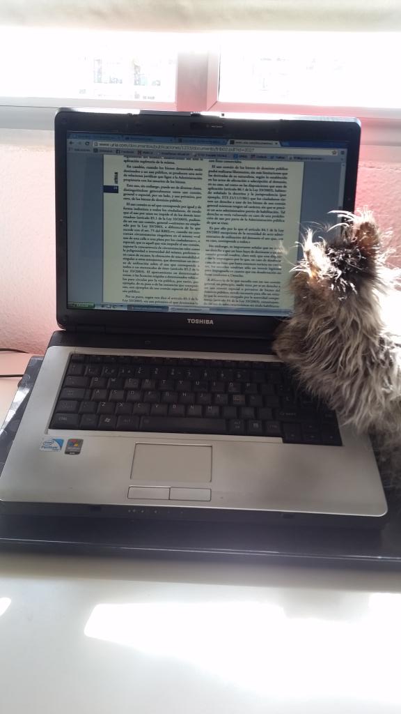 EstherPalacio's tweet photo. Tener un gato tan interesado en derecho es agotador! http://t.co/rNrSJ5v3gr
