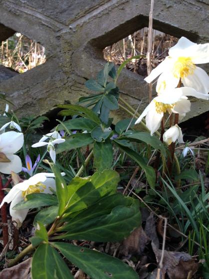  Happy Birthday with the first flowers of the year and many more returns. 