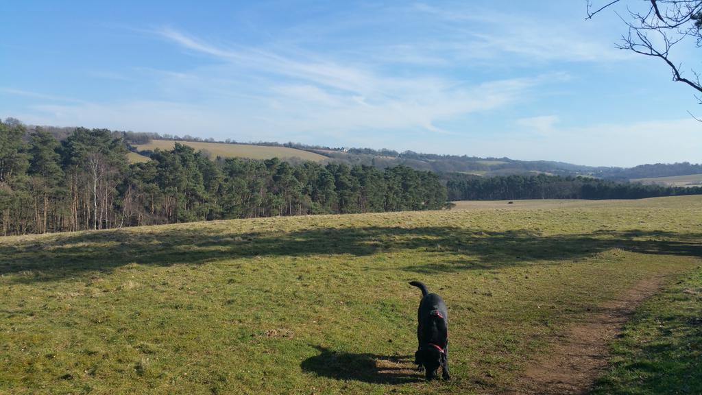 allspecialneeds's tweet image. #NorthDownsWay not a bad way to get some hiking practice in for my charity walk #SouthWest630.