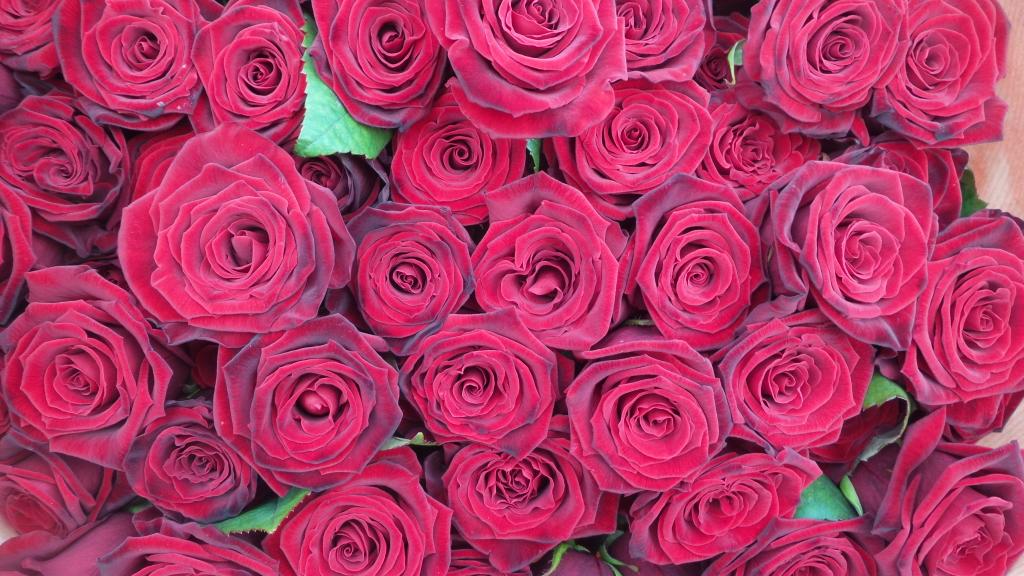 HansterHeijne 🇳🇱 tweet media