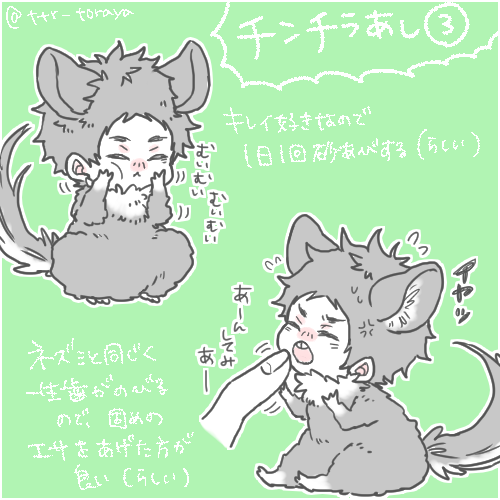 チンチラに取り憑かれました③ 