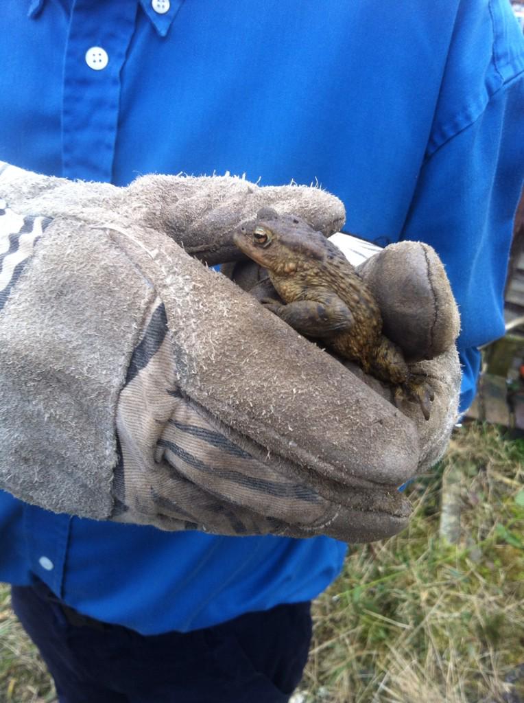 timstewart28's tweet photo. &amp; just as I tweet, Attenborough himself uncovers Mr Toad of Toad Hall, toadally amazing #restoresaturday #BeTheChange http://t.co/OUYfS8anOI