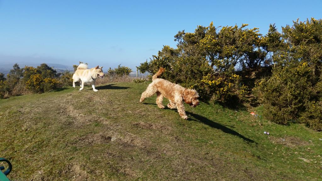 Nico and Ralph enjoying the sunshine