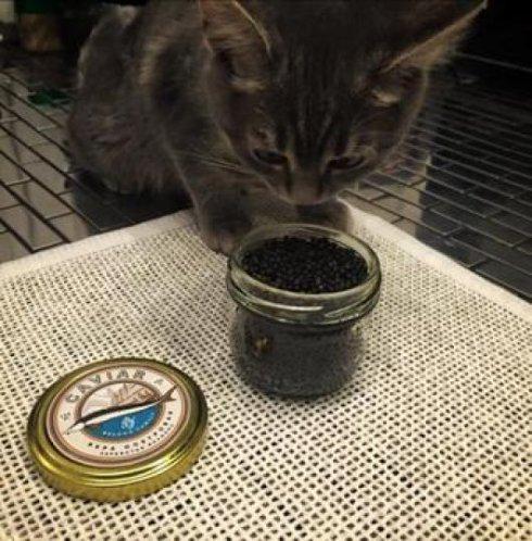 Защита Савченко просит приобщить к делу новые доказательства невиновности украинской летчицы - Цензор.НЕТ 5058