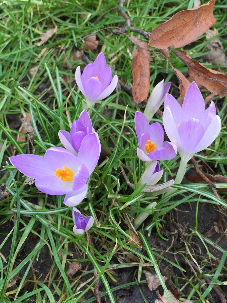 CeZar0905's tweet image. Spring is Springing today! :) #Springy