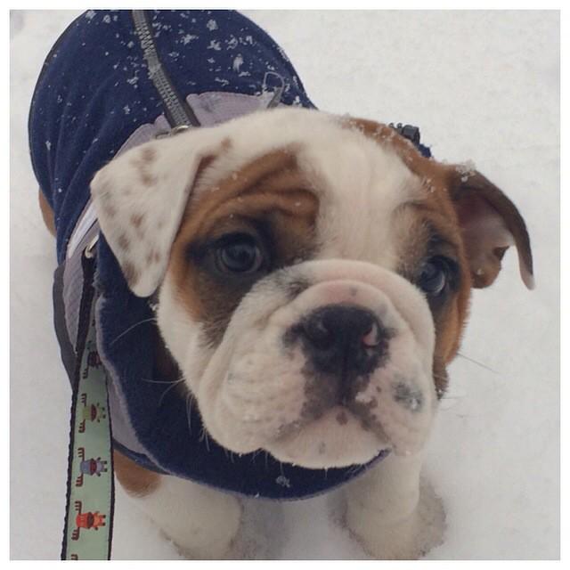 JoniCohen1's tweet photo. #englishbulldog #puppies #bulldogs #dogsofnyc cute crazy new puppy Kiddle #dogsoftwitter @BulldogsPups #fromnebraska http://t.co/Z718lHPaNN