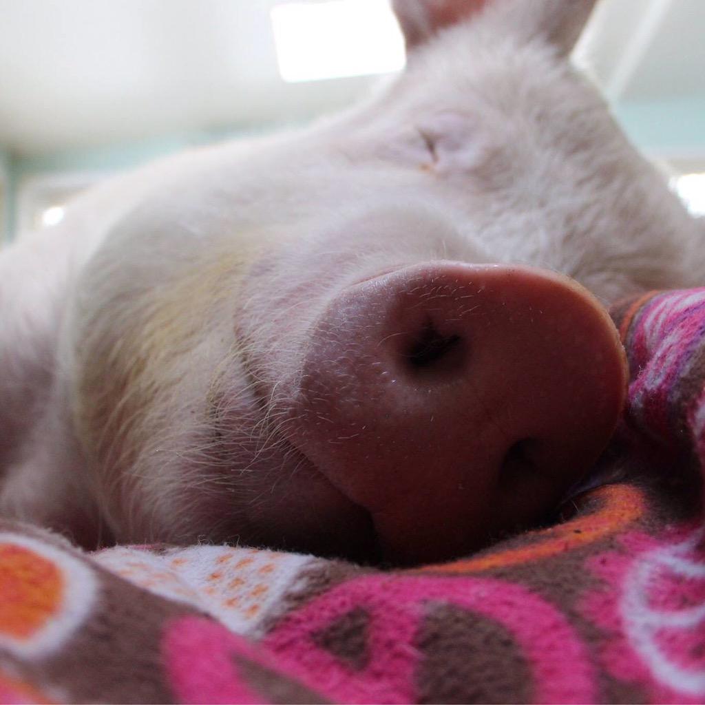 EstherThePig's tweet photo. We all smile the same language. #kindnessmatters #bekindtoanimals http://t.co/wLfIQlc5kf