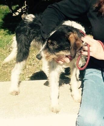 LASAnimal's tweet photo. DIA ESPECIAL PARA LASA!!! GRACIAS A LA ESTUPENDA @madisonhartford POR FIN #NIPY TIENE UN HOGAR!! FELICIDADES PEQUE!! http://t.co/bOcVntFrZ0