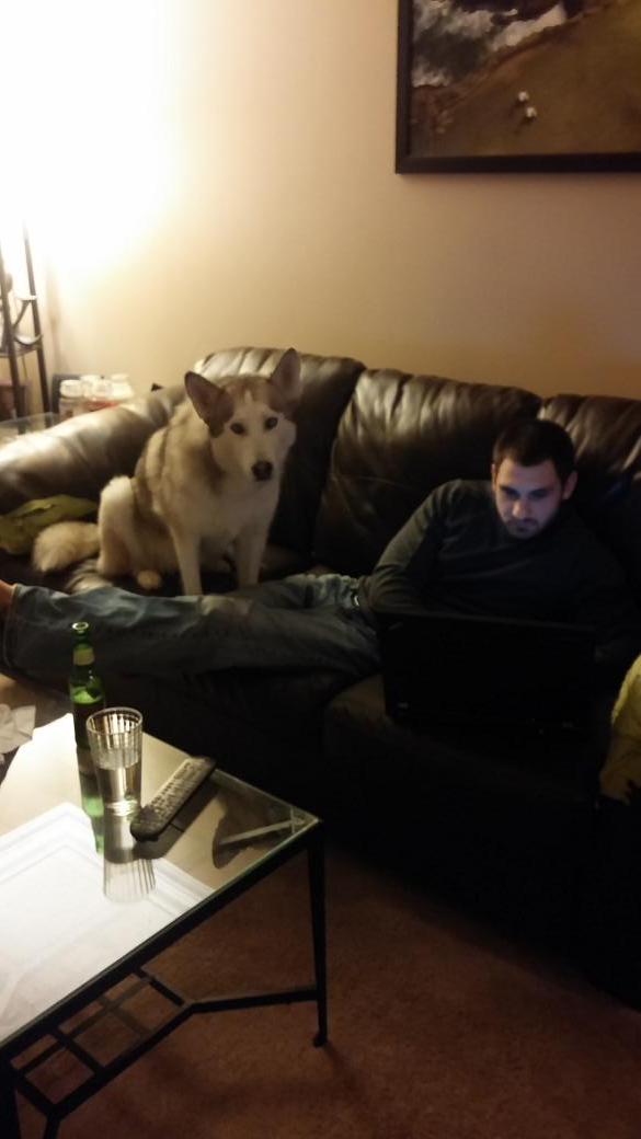 Layla_the_Husky's tweet photo. Mom, please make my daddy stop working. #daddysgirl #huskylove http://t.co/CXpAqYPAXr